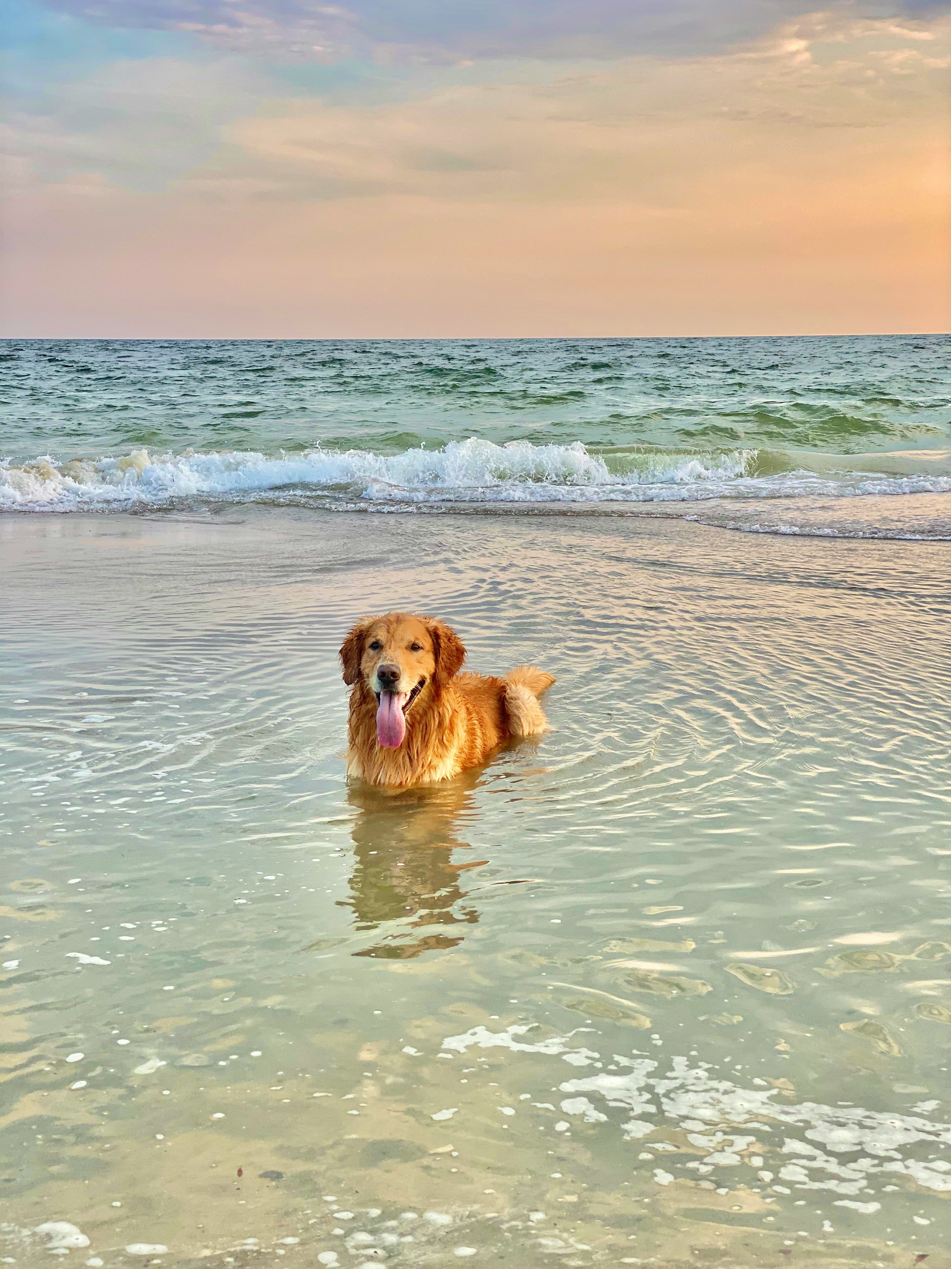 dog on the beach