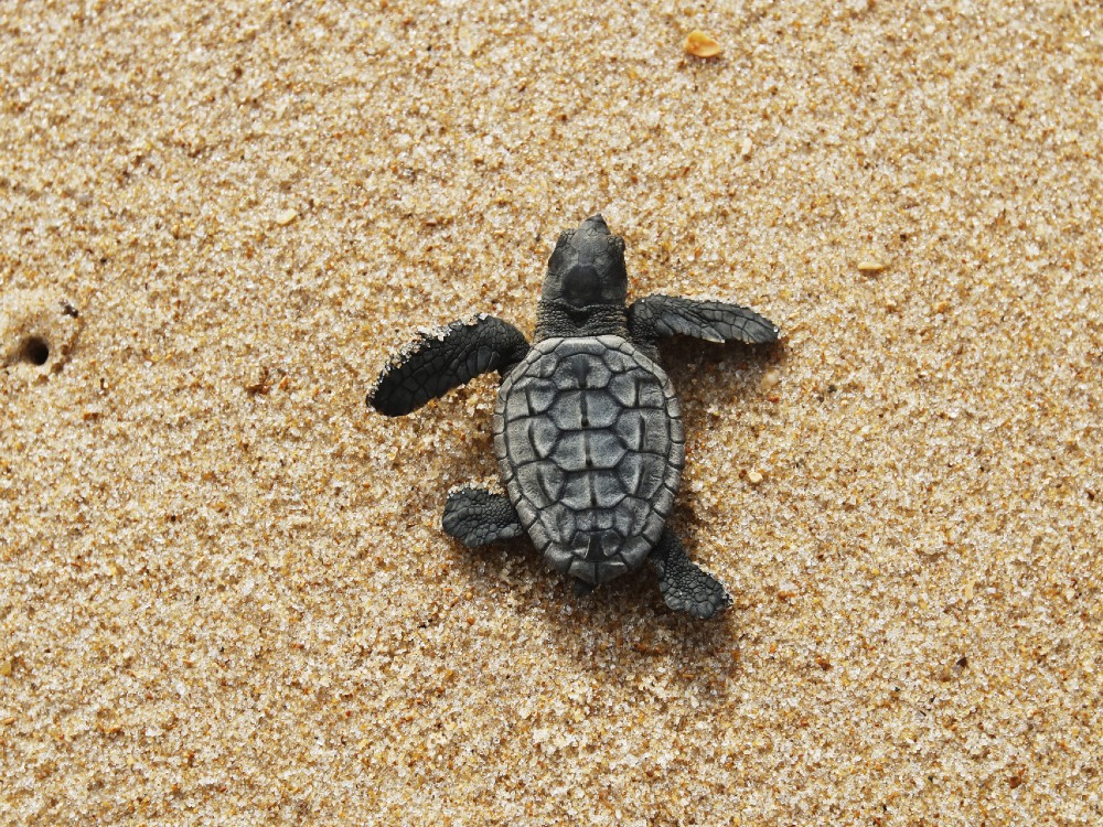 Sea Turtle Hatchling on Topsail Island